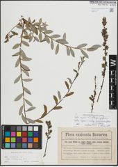 Foto von Salix repens L.